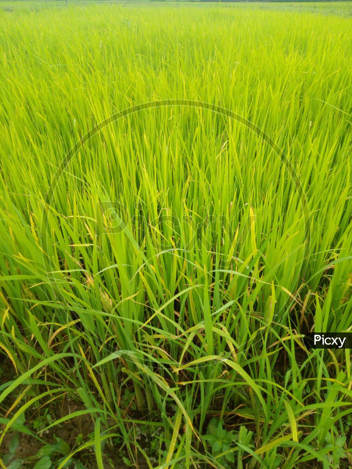 Beautiful Paddy field Agriculture