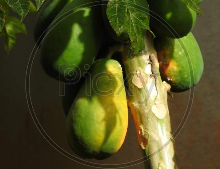 Closeup Of Pappaya Tree With Fruits In A Garden