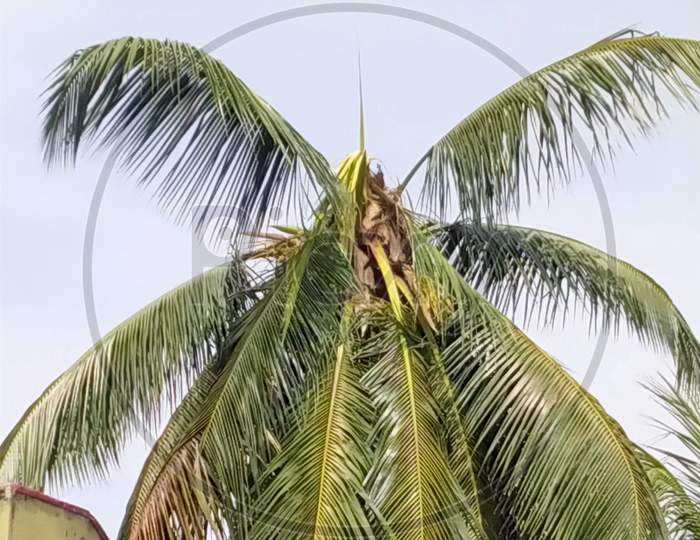 Thunder & lighting effect on coconut tree