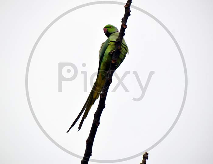 Beautiful Picture Of Tree Branch And Green Parrot In Uttarakhand