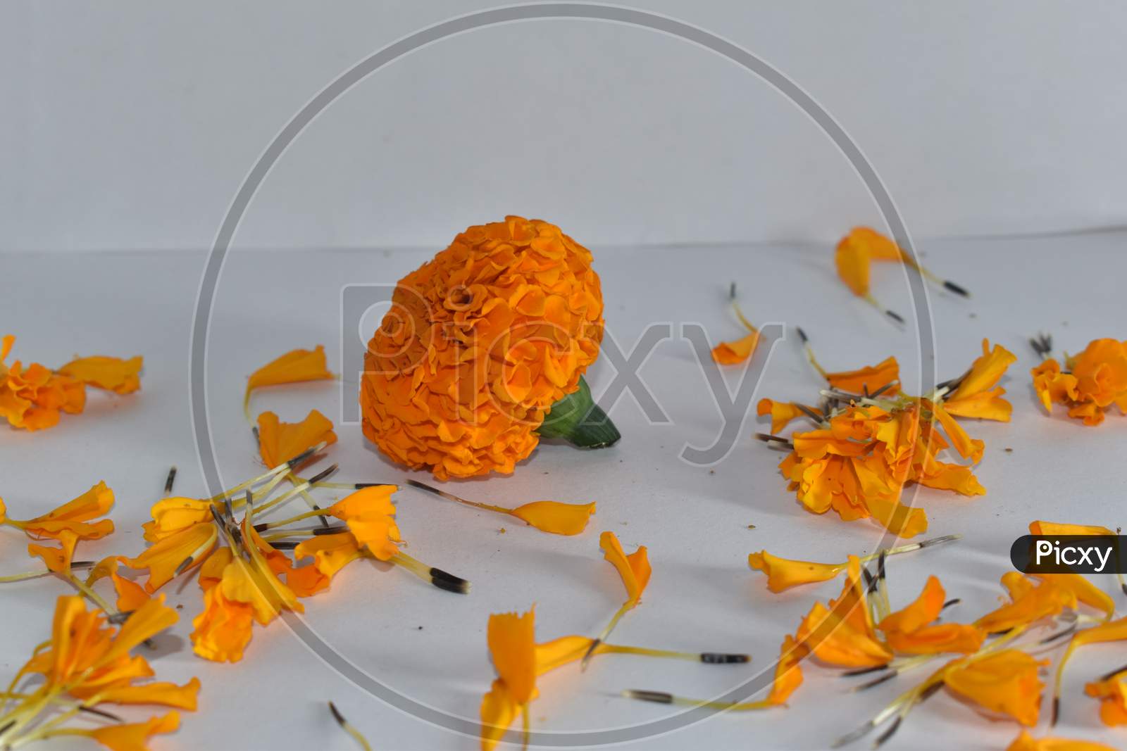 Beautiful Marigold Flowers In White Background