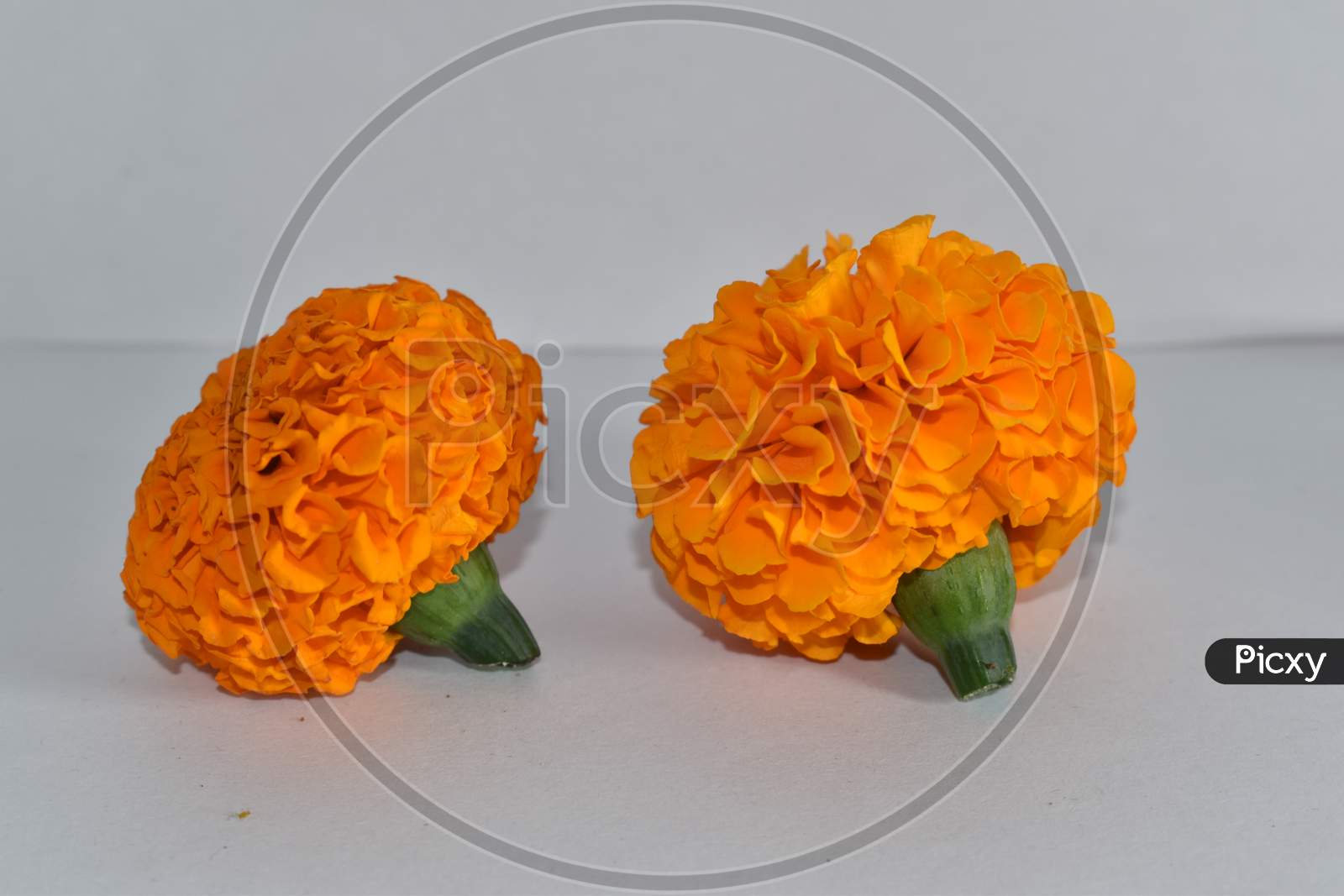 Beautiful Two Marigold Flower Isolated On White Background