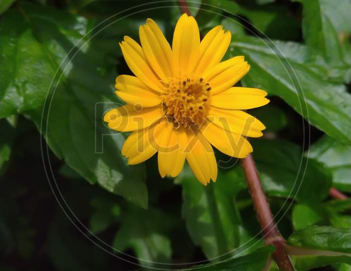 Potrait photography of yellow flower