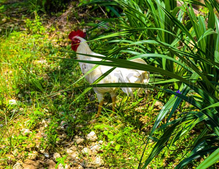 Chicken resting in a farm, Close-up Red junglefowl (Gallus gallus) at nature