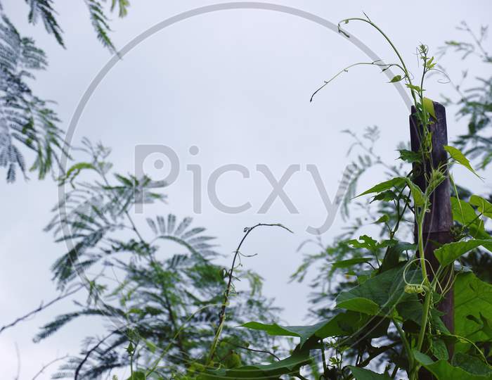 Bitter Gourd And Gourd Vine Growing On Dried Bamboo With Green Background And Sky