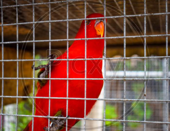 Colorful Parrot Inside The Cage At Turtle Island In Bali Indonesia