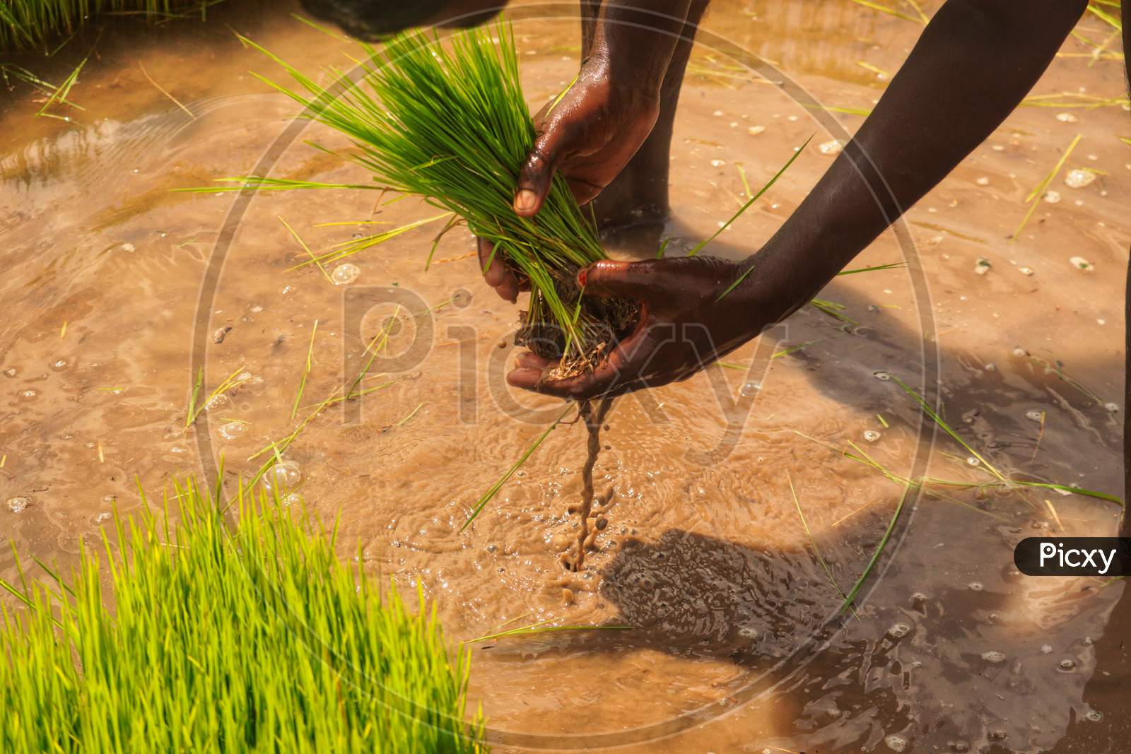 Paddy plucking in monsoon season