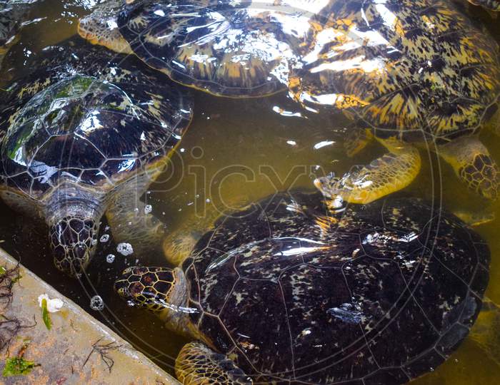 Sea Turtle In The Clean Water, Turtle In Water At Turtle Island In Bali Indonesia