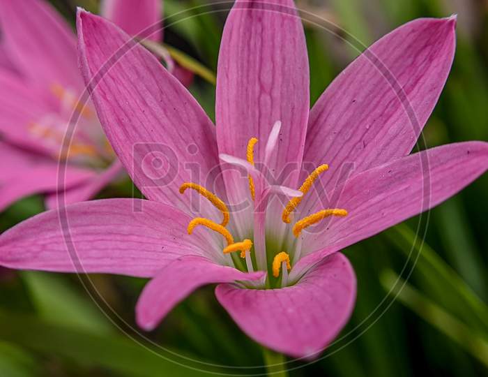 Beautiful pink flower with green background