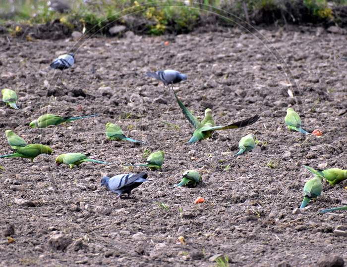 Beautiful Picture Of Parrots In Village Uttarakhand