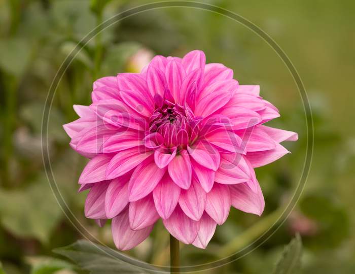 View Of Pink Daisy Flower In The Garden On A Stem In Cloudy Day Facing Front In Landscape Orientation
