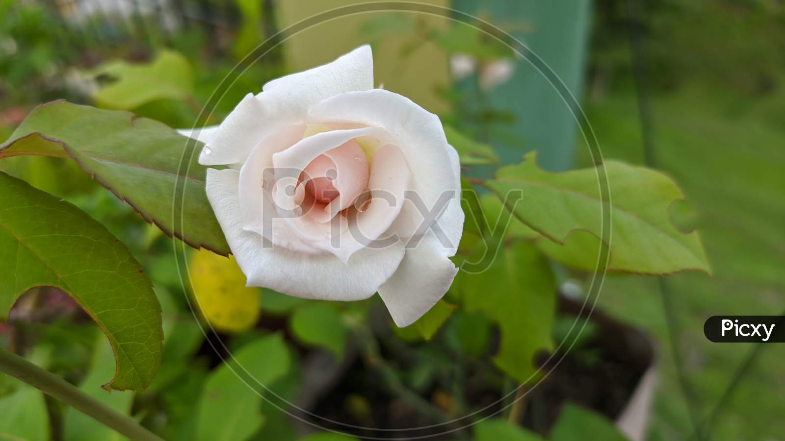 White rose in green background