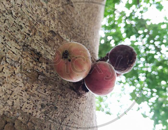 Indian Red and Purple Color Cluster Fig or Athi Fruit in a tree
