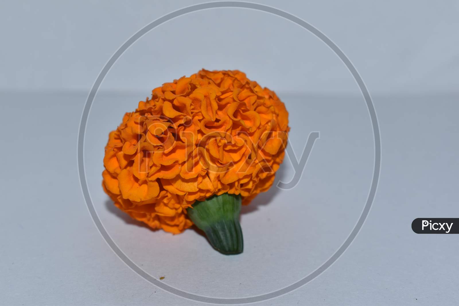 Marigold Flower Isolated On White Background