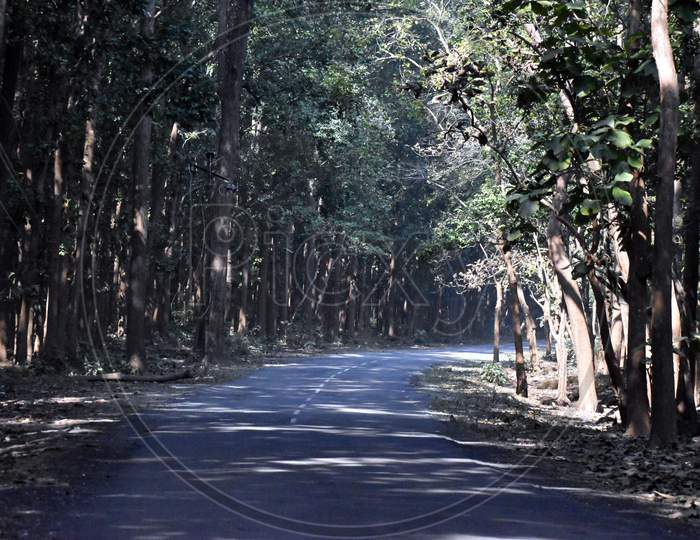 Beautiful Picture Of Road And Trees