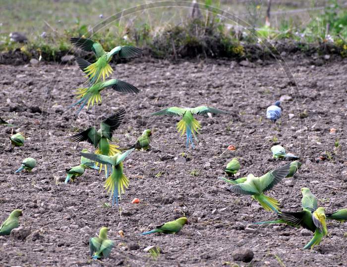 Beautiful Picture Of Parrots In Village