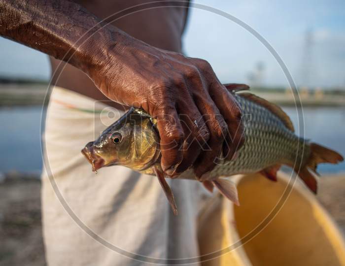 Indian Fisherman Holds A Fish Caught From The Polluted Water Of The Yamuna River On July 30, 2020 In New Delhi, India.