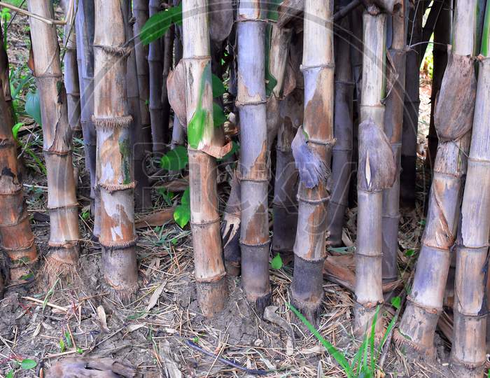 A Bamboo Field In A Natural Environment