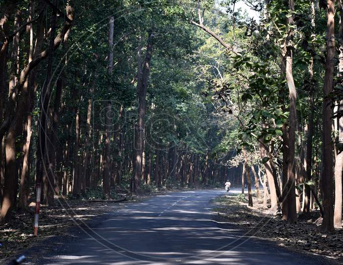 Beautiful Picture Of Road And Trees In Jungle