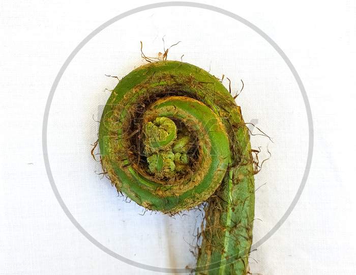 Wild vegetables - Studio shot of fiddlehead fern with white background