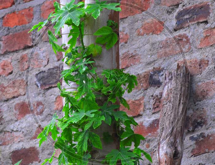 Papaya Stem, Growing New Leaves And Brick Wall Background