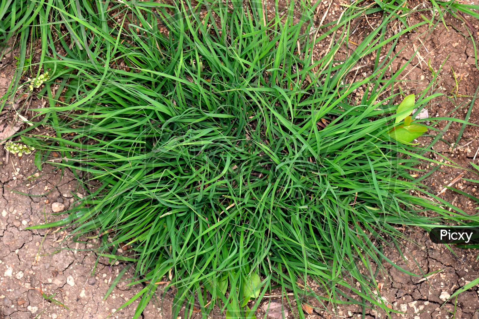 Green Bunch Of Grass And Ground