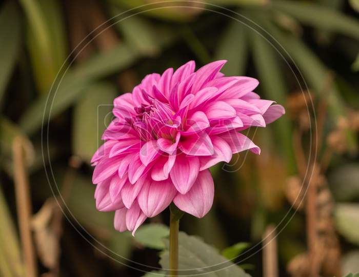 View Of Pink Daisy Flower In The Garden On A Stem In Cloudy Day Facing Left In Landscape Orientation