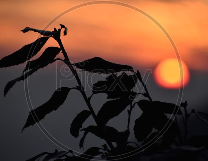 Beautiful Picture Of Tree Leaf And Sunset From Jungle