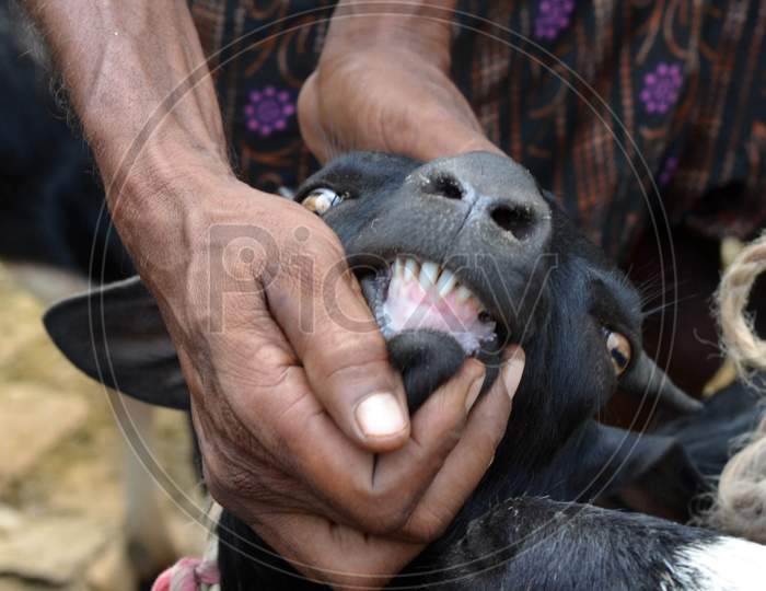 A Man Shows The Teeth Of A Goat To His Customer At A Livestock Market Ahead Of The Eid Al-Adha Festival In Guwahati On , 09 Sep 2016