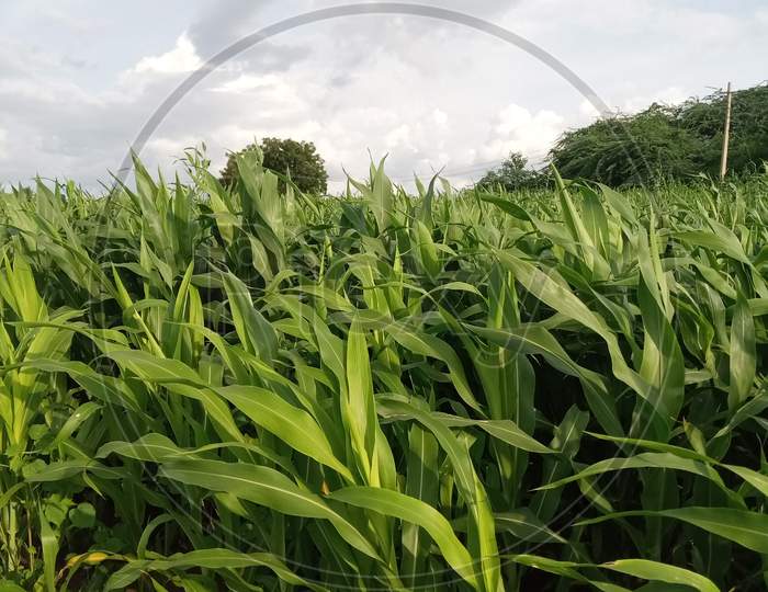 Barley Plants In Farm With Skyview In India