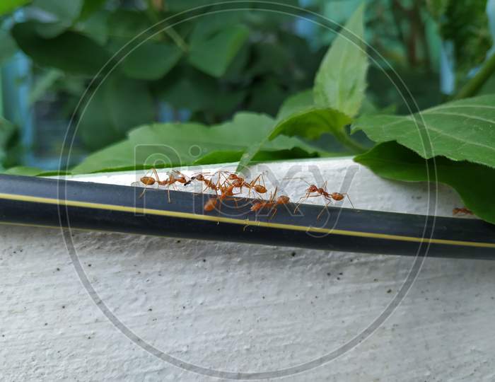 Closeup of Orange Weaver Ants working together above the black wire isolated on white background