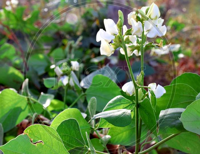Beautiful Flowers Of Runner Bean Plant