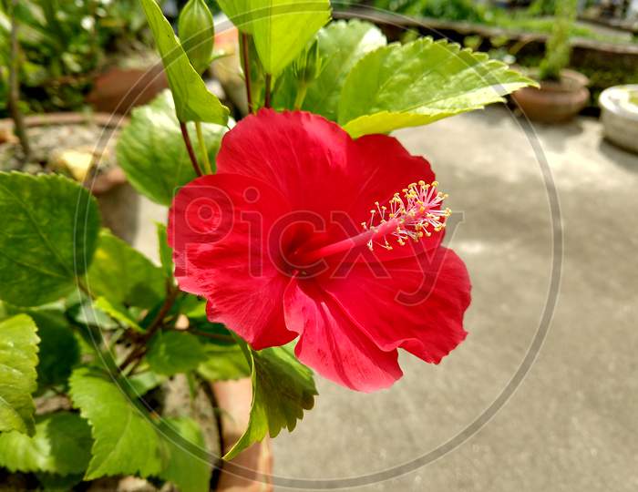 A Small Species Of Reddish Hibiscus Flower At A Roof Top Garden