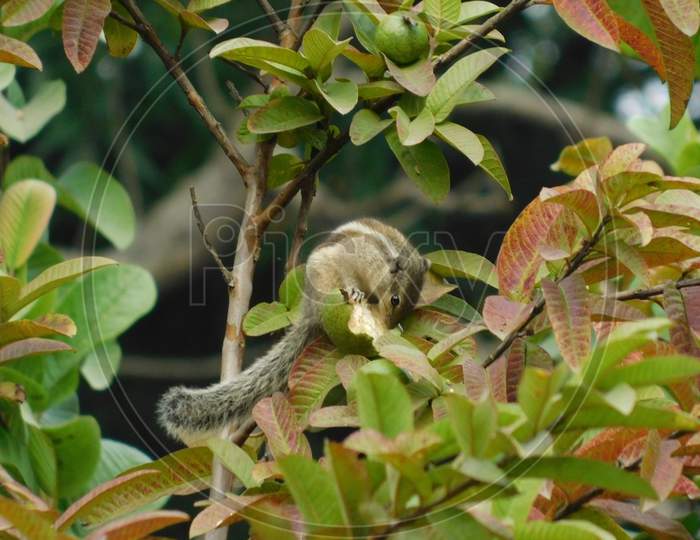 a squirrel eating guavas