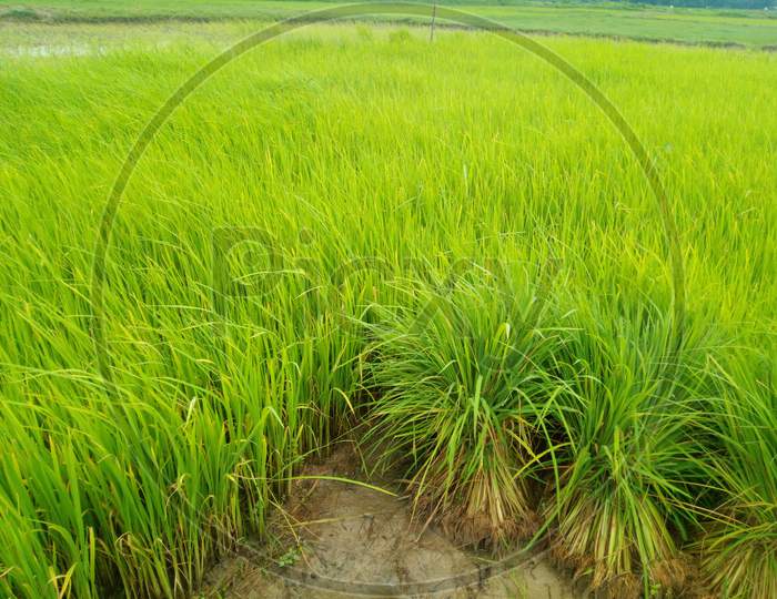 Ever Green Paddy field