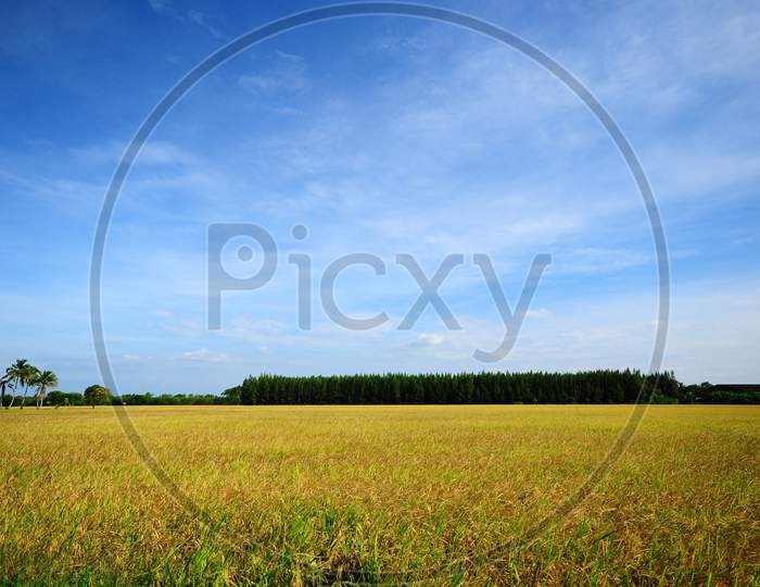 Yellow Rice Field And Blue Sky