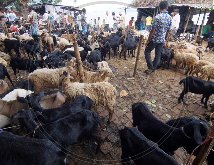 People Buying And Selling Goats Ahead Of Eid al-Adha Festival In Guwahati On September 9, 2016