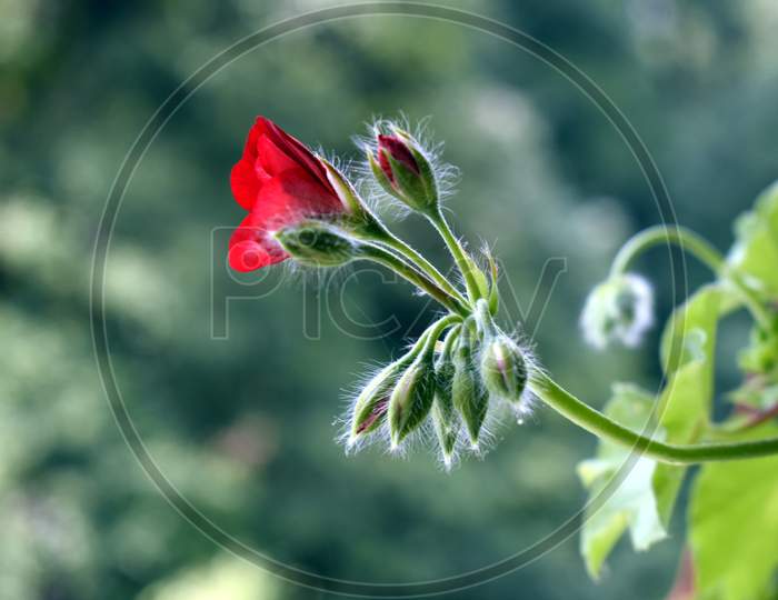 Closeup Of Red Geranium Flower