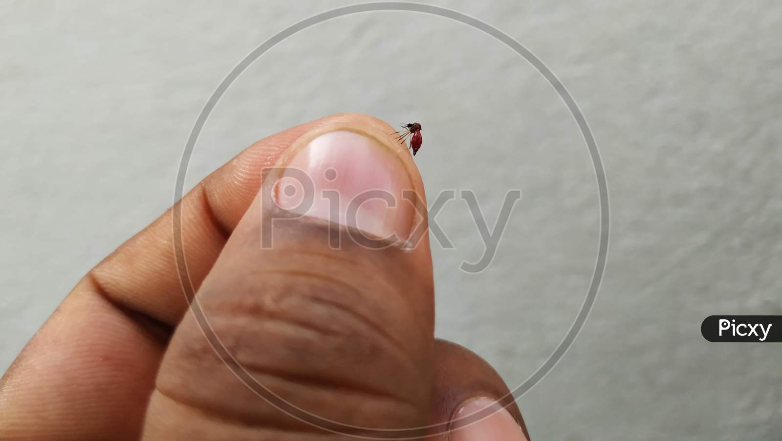 Mosquito Stomach Full Loaded With Blood Holding In A Hand Isolated On White Background