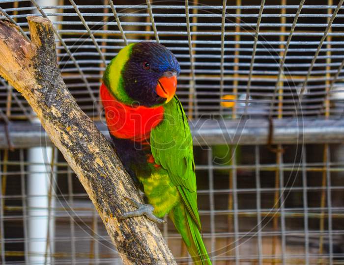 Colorful Parrot Inside The Cage At Turtle Island In Bali Indonesia