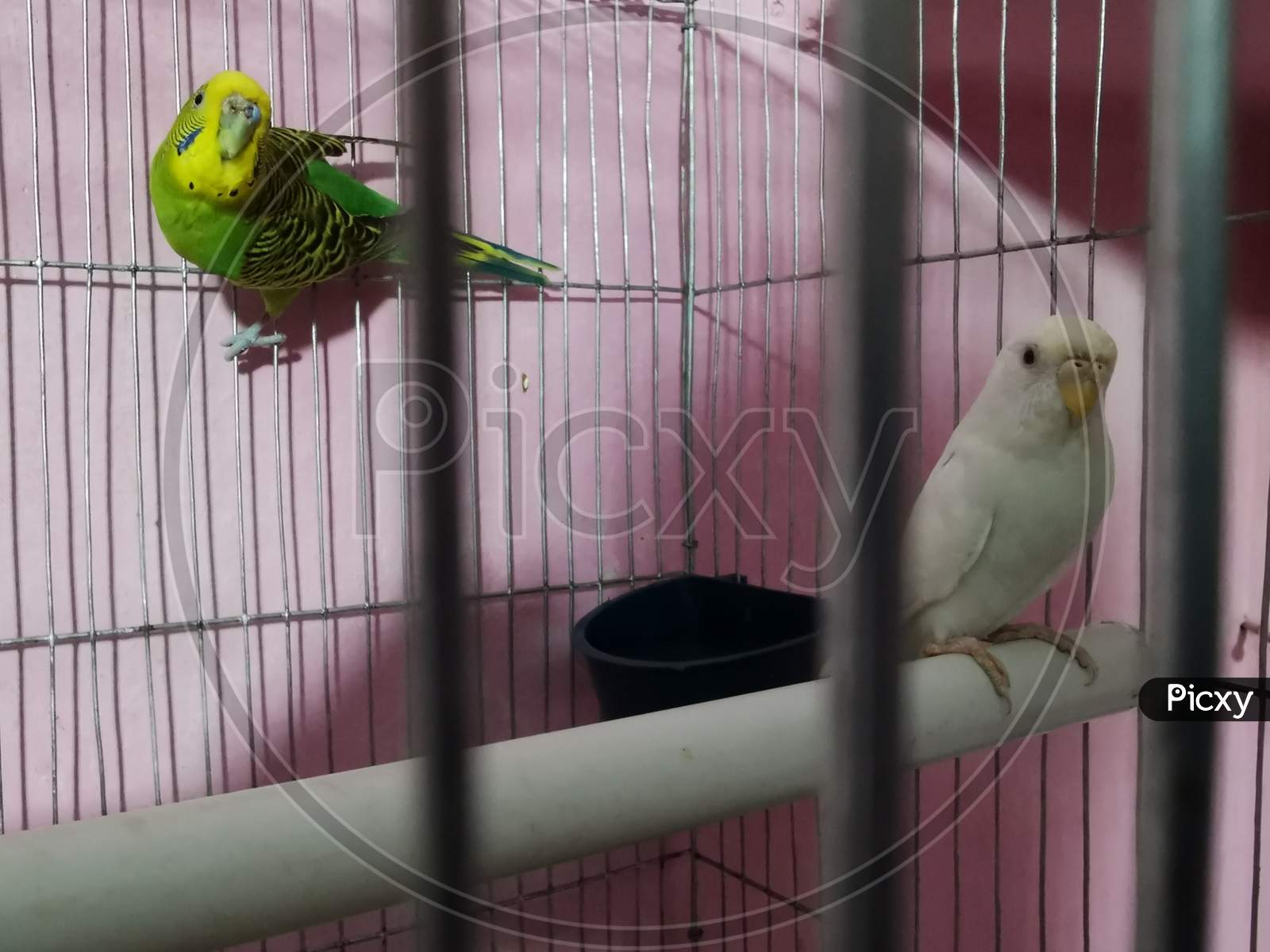 birds,cage
