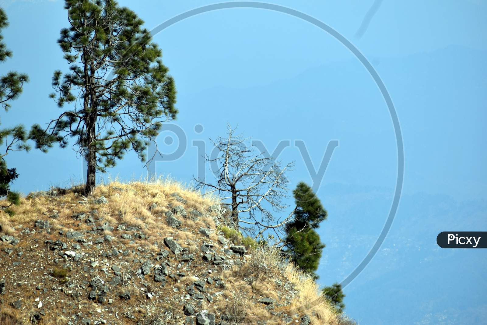 Beautiful Picture Of Three Trees In Mountain