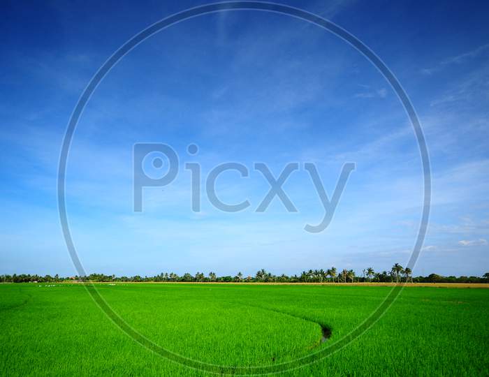 Green Rice Field And Blue Sky
