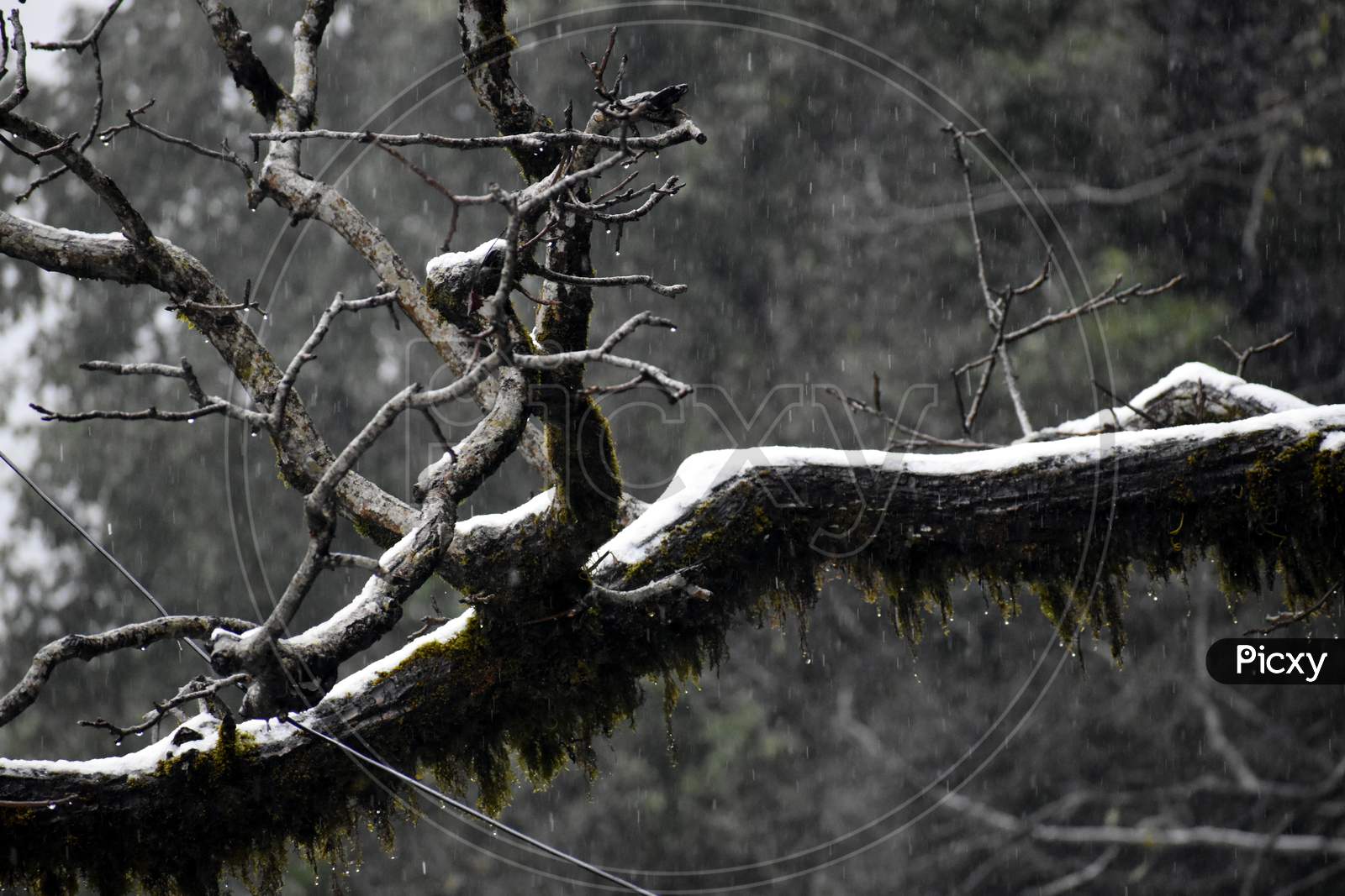 Beautiful Picture Of Tree Branch And Snow On It