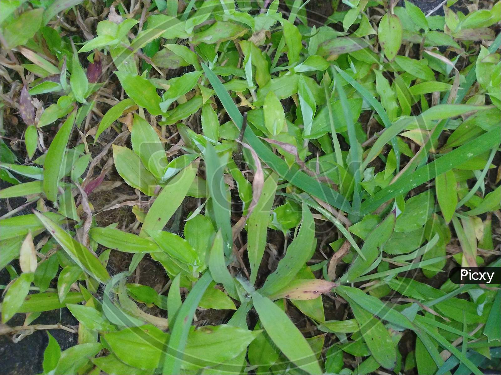 Potrait photography of green grass
