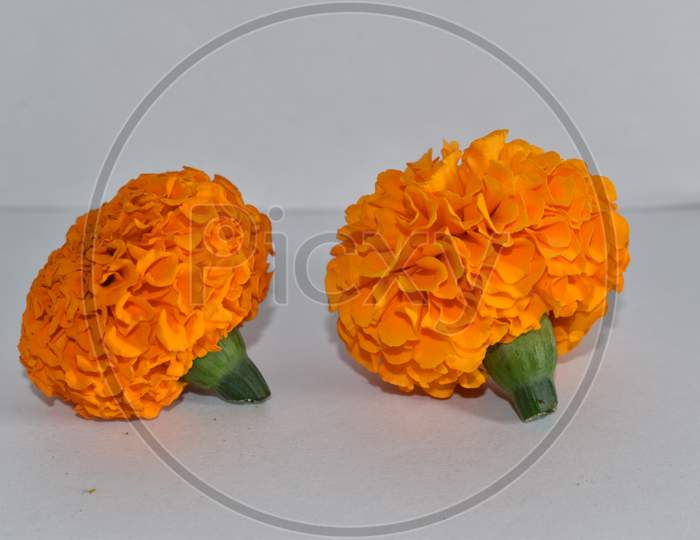 Beautiful Two Marigold Flower Isolated On White Background