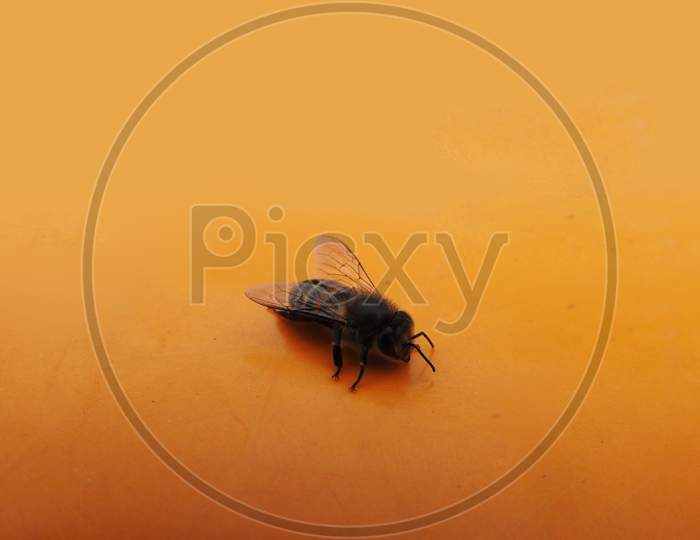 Detail of bee or honeybee in Latin Apis Mellifera or golden honey