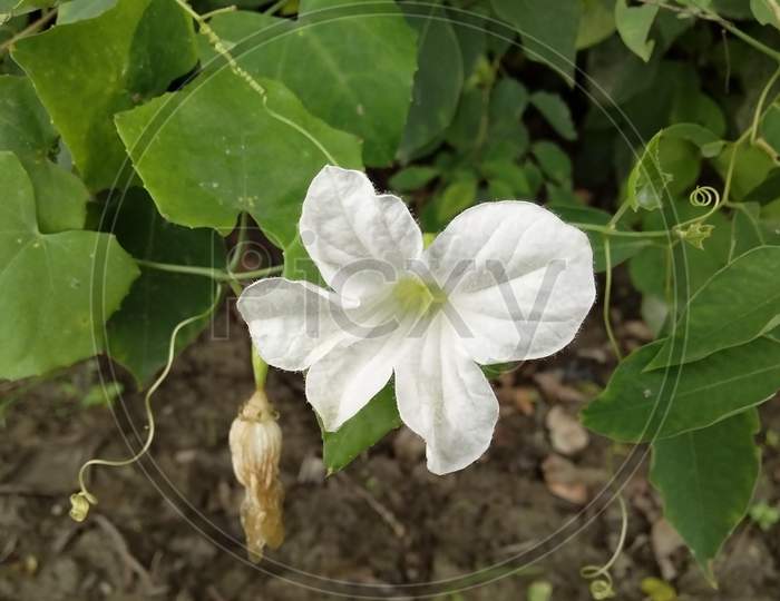 It's a beautiful white flower in the forest.