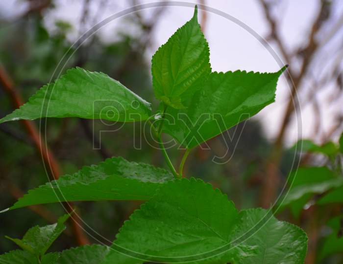 Green Leaves And Against The Sky. Nature Background