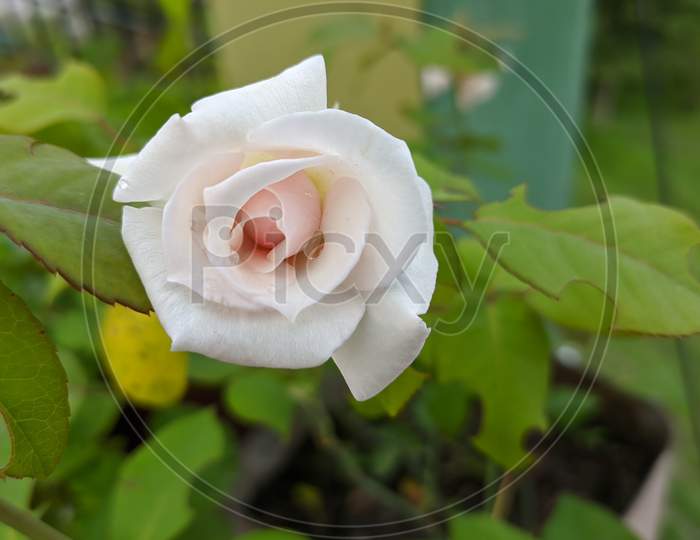 White rose in green background